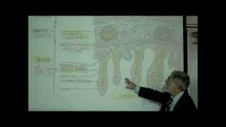 DIGESTIVE SYSTEM PART 4 INTESTINE amp DIGESTION by Professor Fink [upl. by Winters]