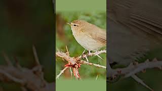 Common Chiffchaff A Closer Look at Their Call and Display 🐦 [upl. by Notyard]