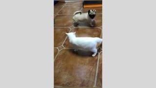 Cat and Dog Fight Best Compilation 3 [upl. by Williams]