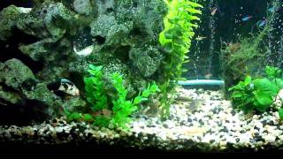 Panda Corys breeding [upl. by Levon]