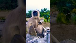 Jinka Bharosa veer hanuman so cute monkey yshorts viral yshorts [upl. by Cleti]