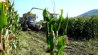 Big corn silage with 11 tractors and trailers [upl. by Crowe]