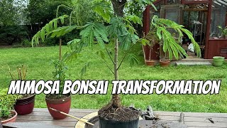 Mimosa Bonsai Transformation [upl. by Blunk]