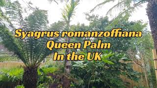 Syagrus romanzoffiana Coco queen Palm overwintered in the UK [upl. by Anaynek37]