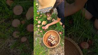 The Easiest Mushroom to Grow in Your Garden  Wine Cap Mushrooms mycology gardening fungi diy [upl. by Alberto]