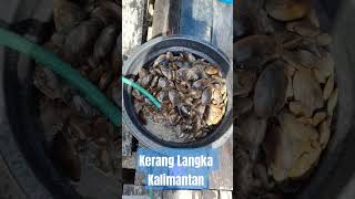 Kerang Langka Kalimantan [upl. by Nevins]