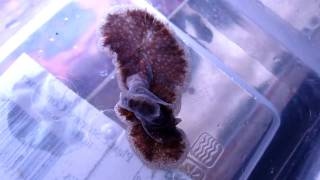 Giant Predatory Flatworm  Part 2 [upl. by Arvy]