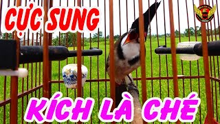 Luyện chào mào CHÉ KÍCH CHÀO MÀO NHANH CHÉ giữ lửa cho chim luôn căng kích chào mào trống căng lửa [upl. by Cooperstein90]