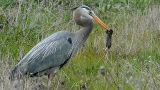 Heron Kills 4 Gophers in a Row Eats Only 2 [upl. by Rocray]