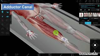 Adductor Canal [upl. by Anairam]