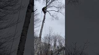 Big Leaning Birch Removal arborcare treecare arborist treeremoval husqvarna [upl. by Salene215]