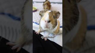 Guinea Pigs in the Wild shorts  GuineaDad School [upl. by Eki]