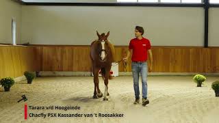 Tarara vant Hoogeinde Chacfly PS x Kassander vant Roosakker [upl. by Nnairet]