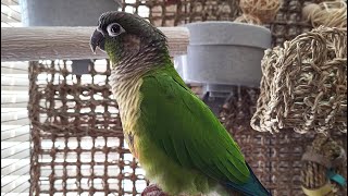 conure parakeet sounds for lonely birds to make them happy [upl. by Neilson]