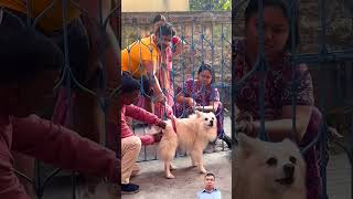 Aggressiveness dogvaccination dog dogvaccine doglover pets [upl. by Redep615]