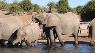 Namibia 2024 Namushasha Lodge bis Zovu Elephant Lodge [upl. by Yarehs355]