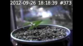 Bhut Jolokia Ghost Pepper Plant TimeLapse 925 to 125 Including Never before seen footage [upl. by Shermy]