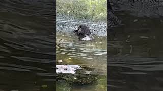 ഡോൾഫിൻ🐋🐬❌നീർനായ🦭✅dolphin thiruvananthapuramzoo youtubeshorts youtubefeed travel otter [upl. by Amadeo]