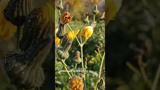 Funny sonchus arvensis or field milk thistle shorts herbarium [upl. by Kafka602]