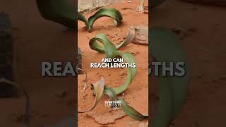 The Welwitschia A Plant with Only Two Leaves [upl. by Rediah]