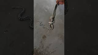 Risky Rescues Saving Poisonous Sea Snakes from Shore 😱 shorts [upl. by Adnilrev]