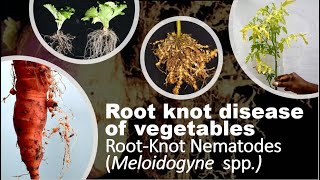 Root Knot Nematodes in Vegetables Crops Symptoms Disease Cycle and Effective Management [upl. by Ardnael]