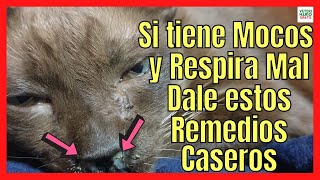 SI MI GATO TIENE MOCOS Y RESPIRA MAL🚨¿QUE REMEDIOS CASEROS LE PUEDO DAR A UN GATO RESFRIADO [upl. by Selry]