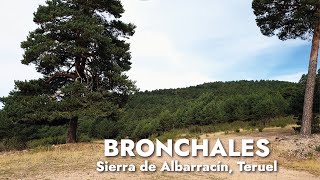 🌲 Senderismo por Bronchales hasta el Bosque Encantado ✨ Sierra de Albarracín Teruel [upl. by Brenan661]