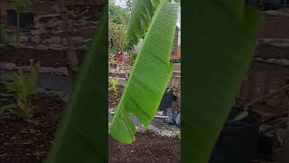 Cerasee Community Garden 54st nw 17ave miamifoods goodvibes family [upl. by Gnohp]