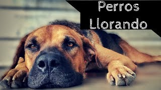 PERROS LLORANDO HD Efectos de Sonidos  Haz escuchar esto a tu mascota para sorprenderte [upl. by Latsyrhk607]