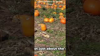 Ripe Pumpkin Harvesting Your Ultimate Fall Guide to Harvest and Store Pumpkins for Max Freshness [upl. by Auoy]