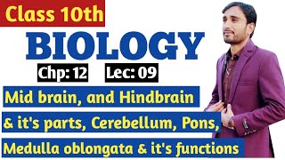 Mid Brain  Hind Brain  Cerebellum  Pons  Medulla oblongata  10th Bio Chp 12 Lec 09 [upl. by Itisahc]