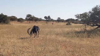 Tswalu Kalahari GR South Africa  Sable antelope 2017 Jul 04 [upl. by Erroll]