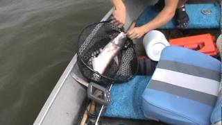 Good Sized Catfish On Jugline  Lake Houston [upl. by Keegan918]