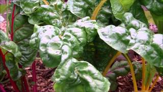 The Easy Way To Grow Vegetables With The Back To Eden Garden Method Update [upl. by Julia]