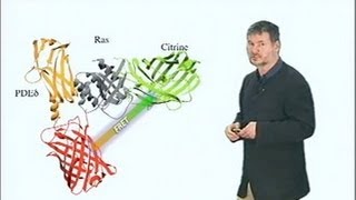 Microscopy Forster Resonance Energy Transfer FRET Microscopy Philippe Bastiaens [upl. by Llewej]