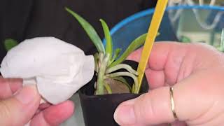 Repotting orchid seedlings from Orchidsbythelakecom [upl. by Kinna128]