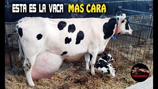 ESTA ES LA VACA MAS CARA DEL MUNDO La vaca mas lechera del mundo [upl. by Erick845]