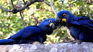 Hyacinth Macaws playing around in the Wild  Brazil [upl. by Mile515]