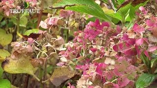 Comment tailler les hortensias   Truffaut [upl. by Llij]