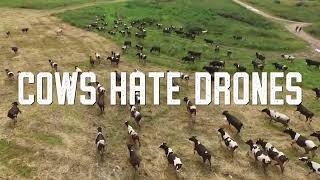 Haybuster  Cows Hate Drones [upl. by Krista]