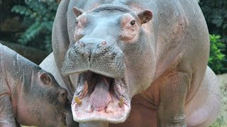 Звук бегемота крик бегемота  Sound hippo hippopotamus cry [upl. by Dobb]