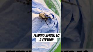 How to Feed a Spider to Your Flytrap [upl. by Rivera]