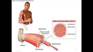 Chapter 10 Muscle Tissue and Contraction [upl. by Bayless]