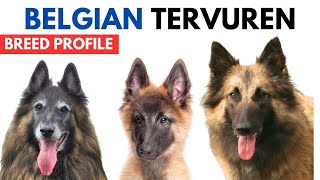 Belgian Tervuren Dog Breed Profile History  Price  Traits  Belgian Tervuren Dog Grooming Needs [upl. by Chrysa763]