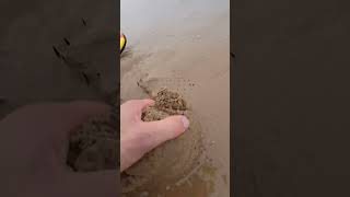 Saved life by pulling it out of the sand shortvideo [upl. by Cheyney82]