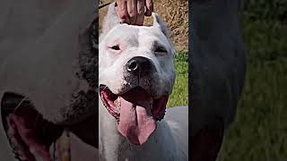 thedogoargentino lover trending viral video [upl. by Nnayt]