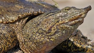 The Spiny Softshell Turtle Ontario Wildlife Video Series [upl. by Lynnea]