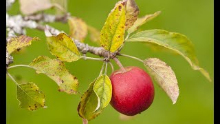 How to plan a community orchard  Saving Devons Treescapes [upl. by Slaby]