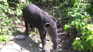 Corcovado National Park Bairds Tapir Encounter [upl. by Thedrick]